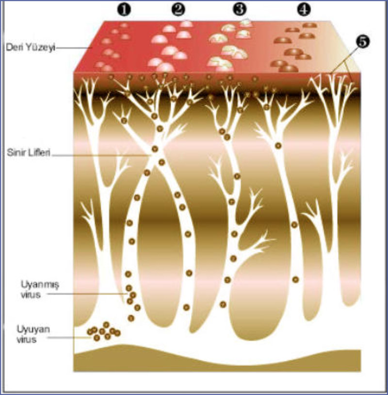 Uyda yashirin zonada jinsiy aloqa Uyda yashirin zonada jinsiy aloqa